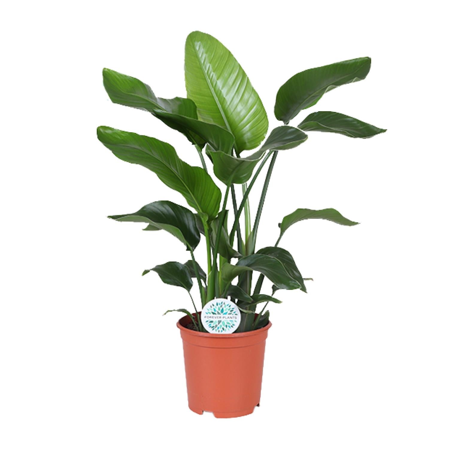 Paradijsvogelplant - Strelitzia Nicolai - Ø21cm - ↕80cm