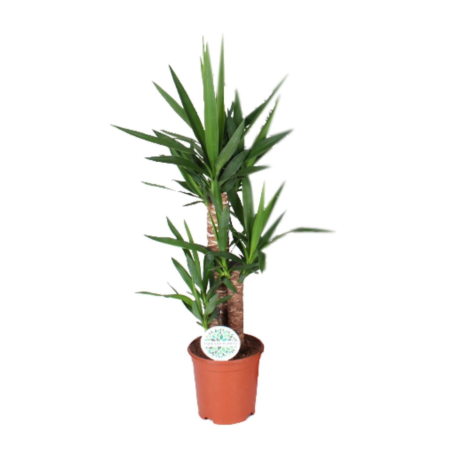 Palmlelie - Yucca - Ø21cm - ↕90cm