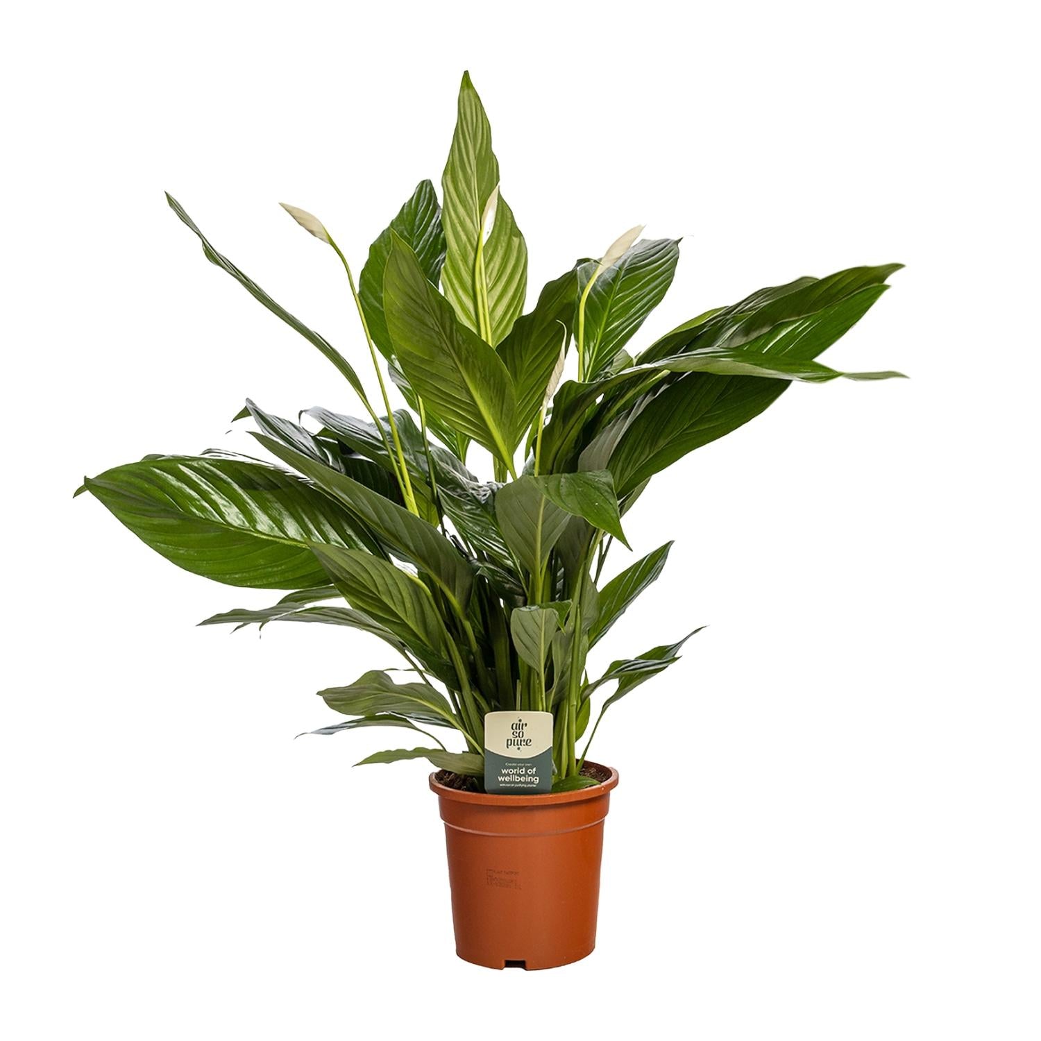 Vredeslelie - Spathiphyllum Bingo Cupido