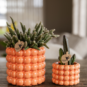 Poppy sierpot - Oranje Everspring
