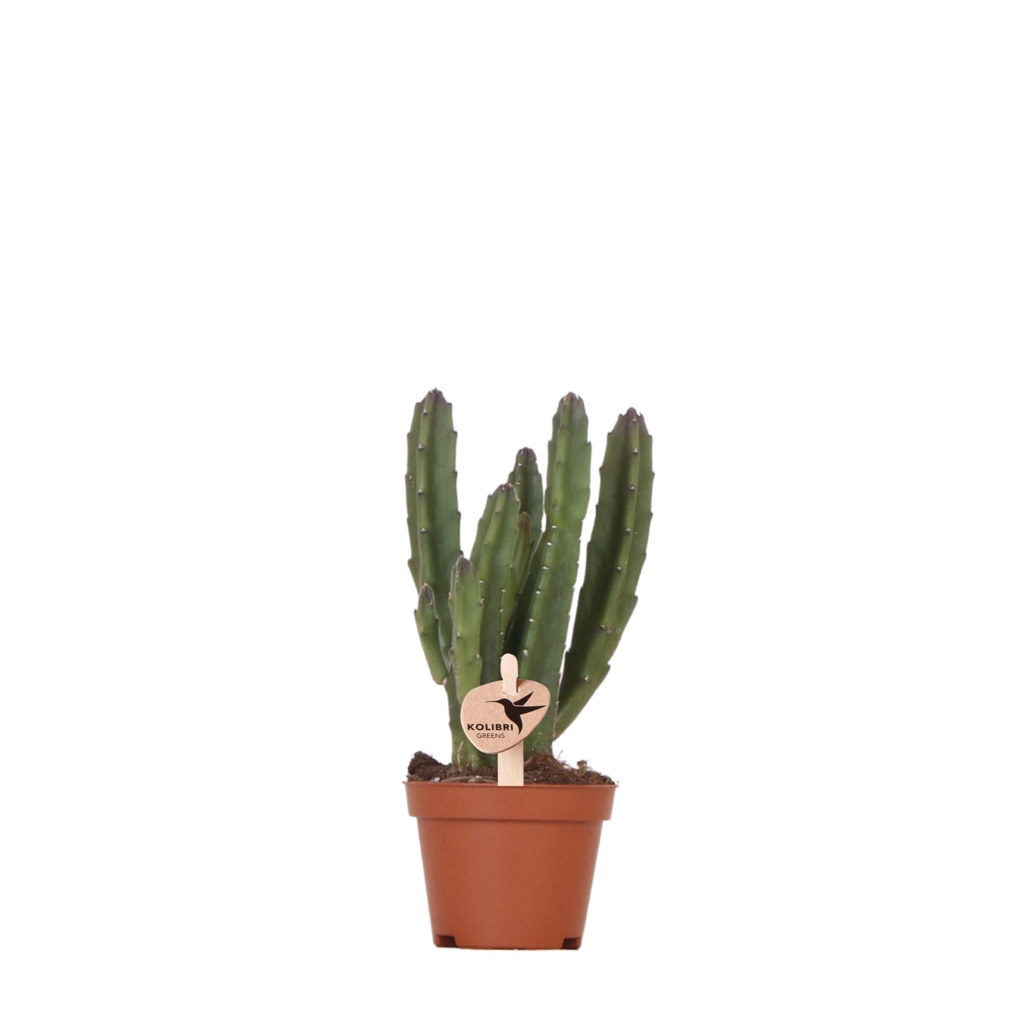 Aasplant - Stapelia - Ø6cm