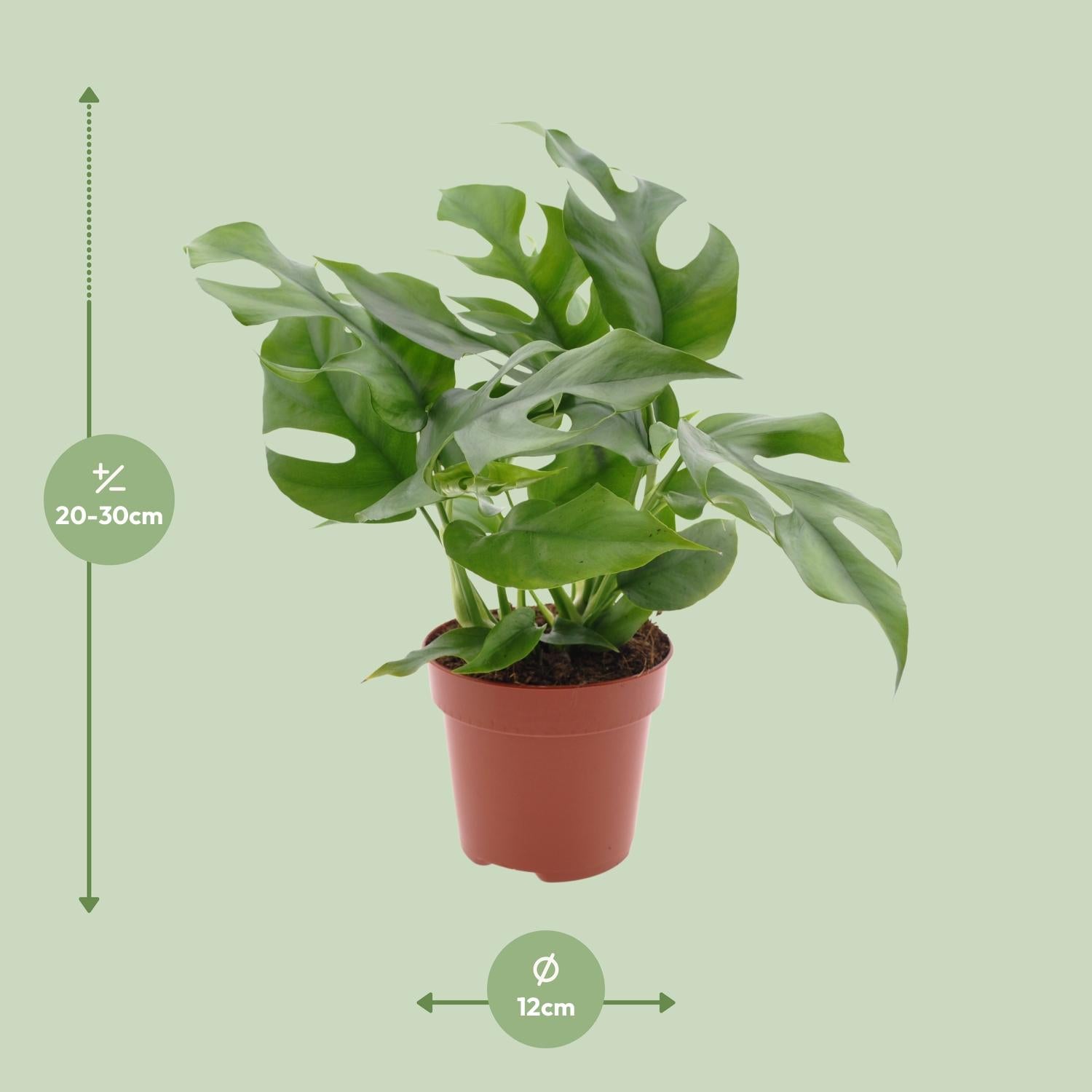 Gatenplant - Monstera Minima - Ø12cm - ↕25cm