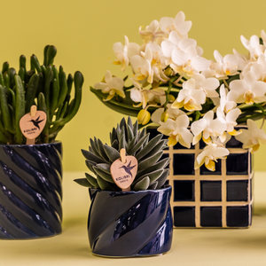 Everspring kamerplanten in glanzende donkerblauwe potten met witte orchidee en groene vetplanten