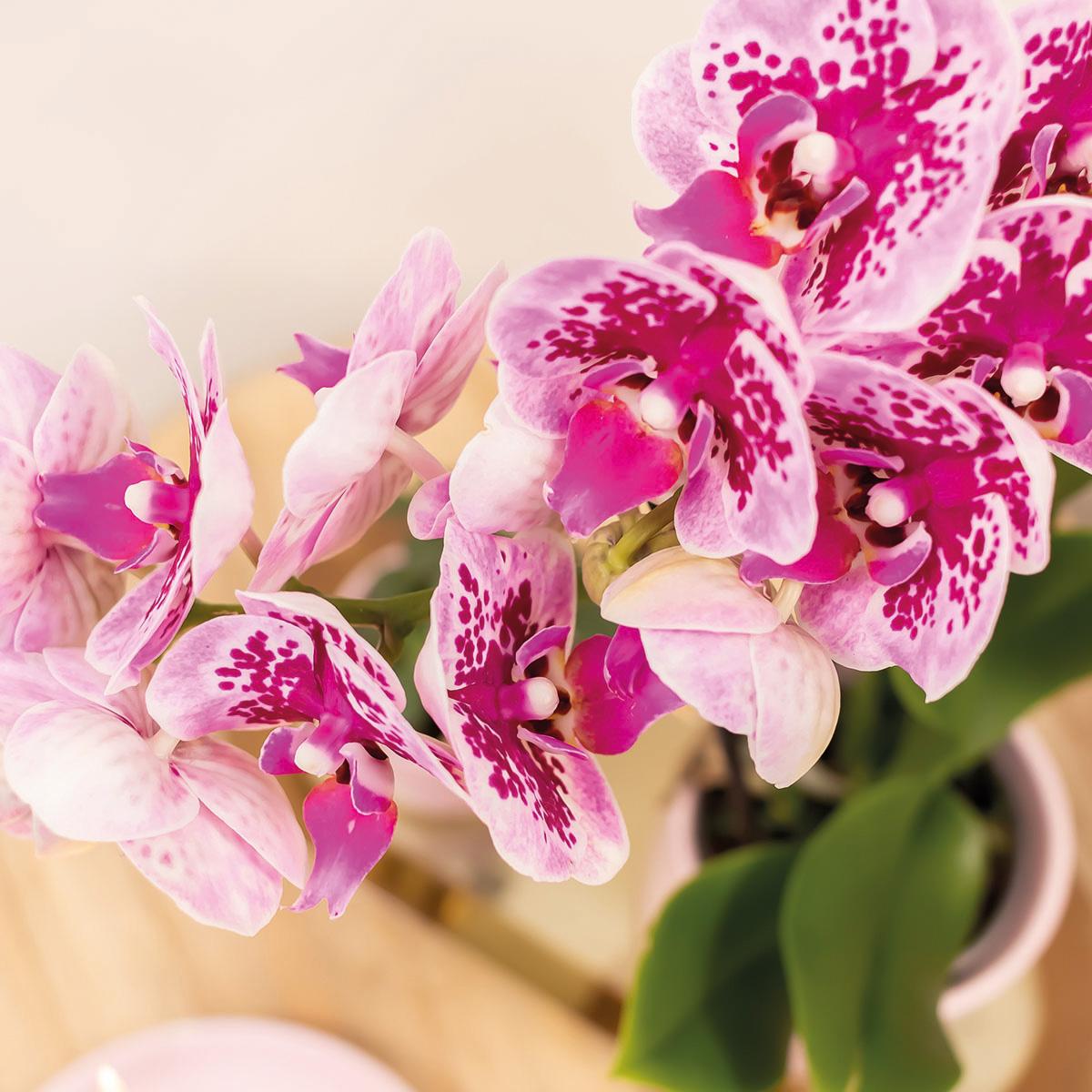 Roze-paarse Phalaenopsis Orchidee - El Salvador - Ø9cm