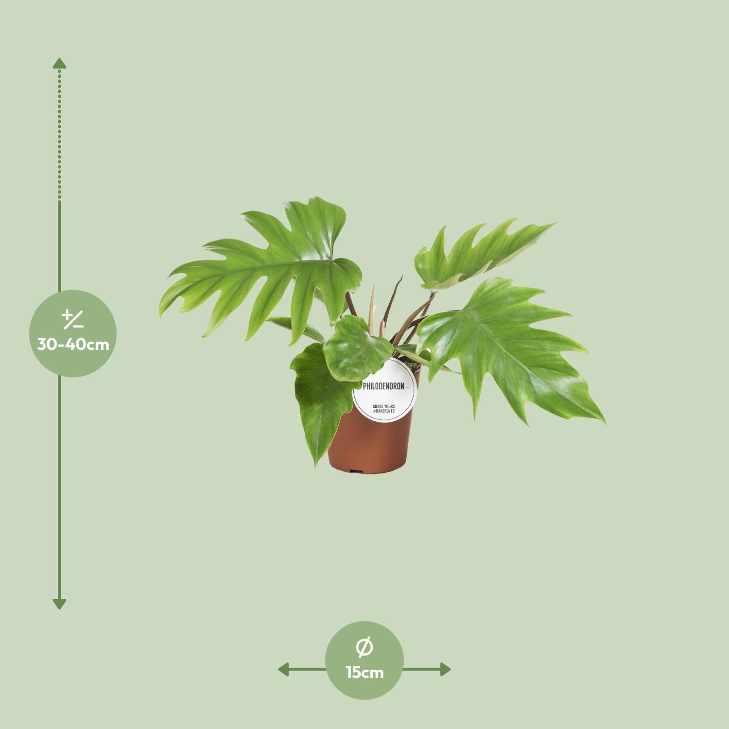 Mayoi Philodendron - Ø15cm - ↕35cm