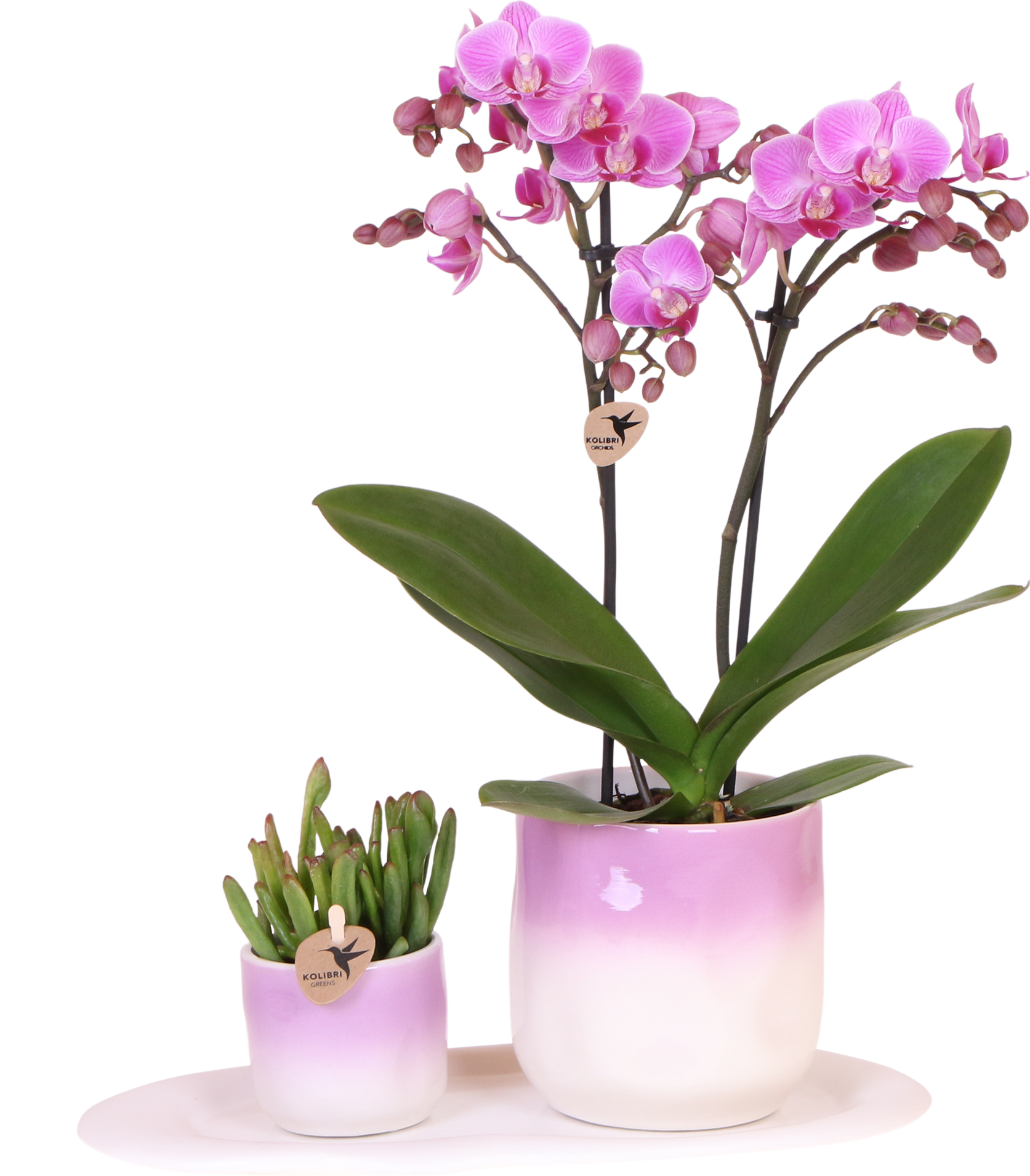 Set van paarse Phalaenopsis Orchidee Vienna en Succulent incl. keramieken sierpotten
