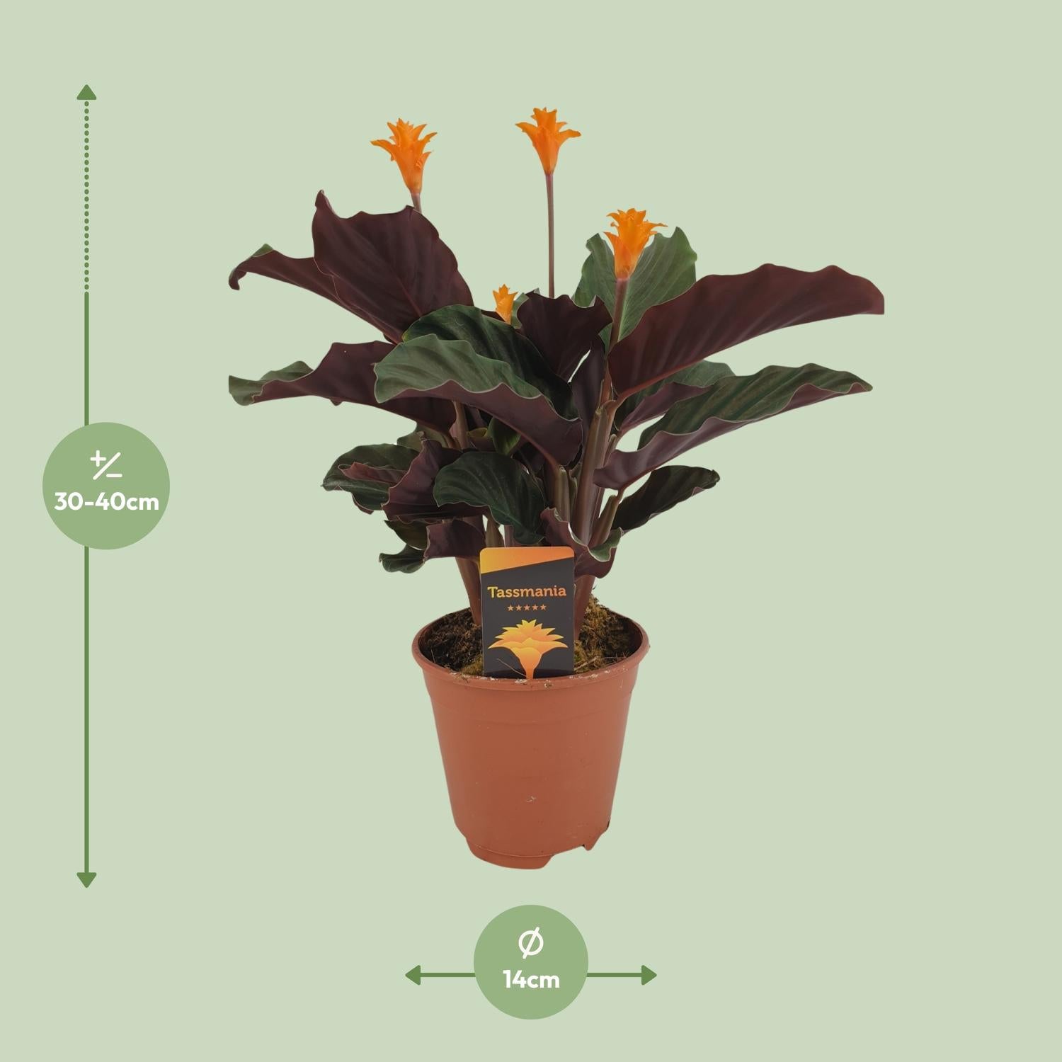 Pauwenplant - Calathea Crocata - Ø14cm - ↕40cm