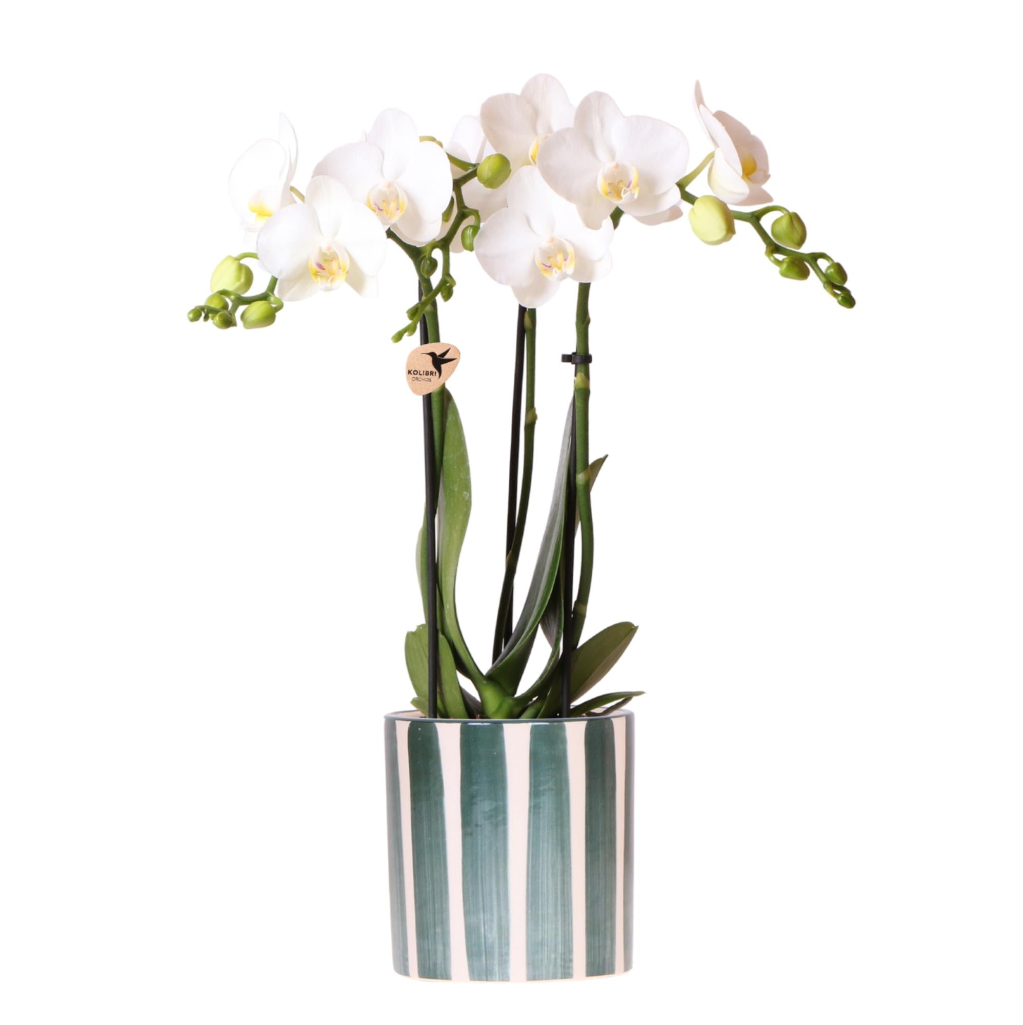 Witte Phalaenopsis orchidee Amabilis + Painted Stripe pot groen - potmaat Ø9cm