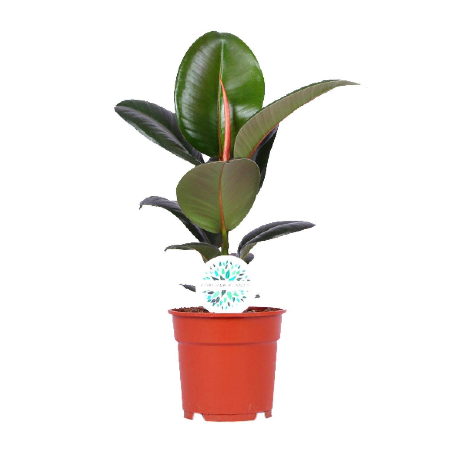 Rubberboom - Ficus Elastica Robusta - Ø17cm - ↕55cm