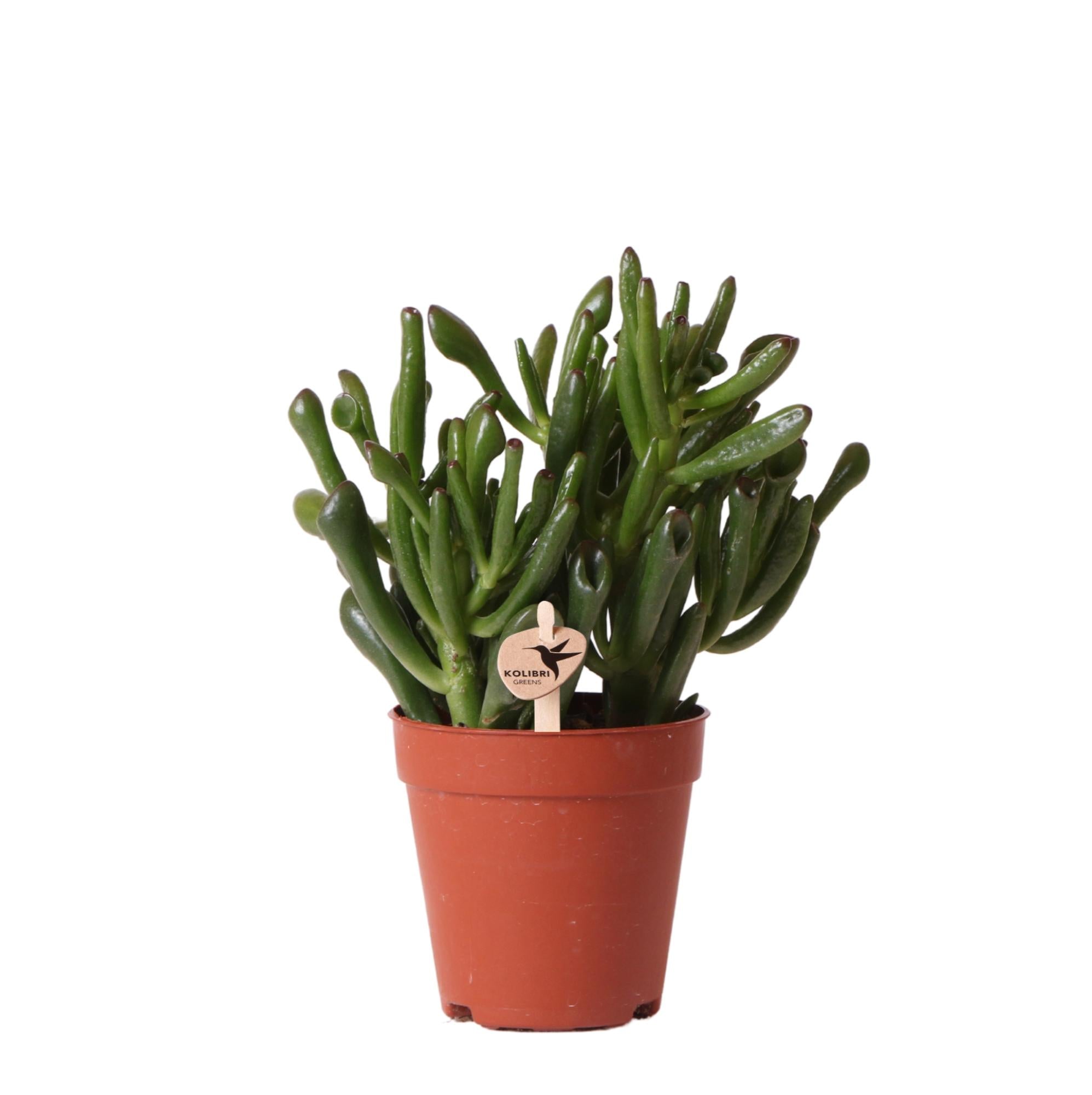 Jadeplant - Crassula Hobbit