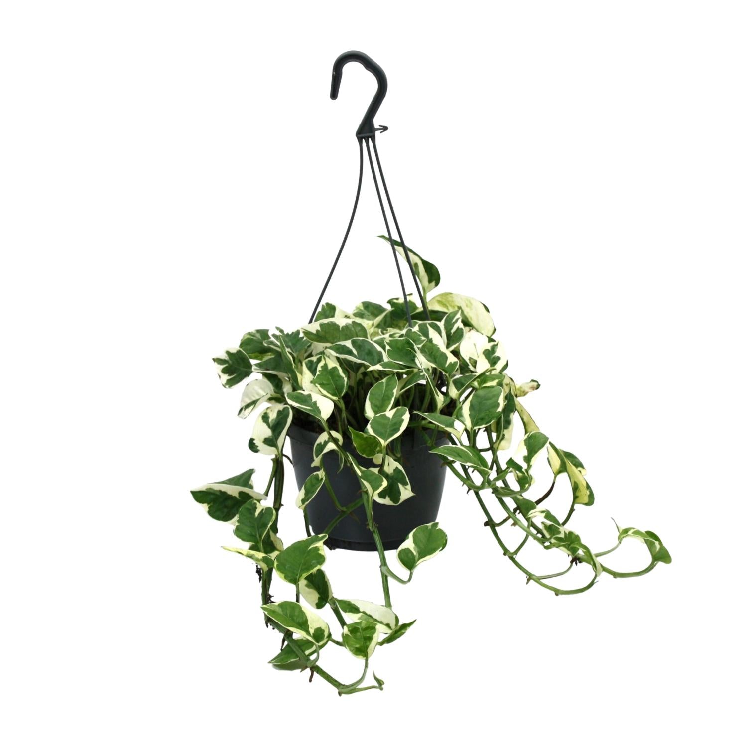 Drakenklimop - Scindapsus (Epipremnum) N’Joy - Ø15cm - ↕35cm