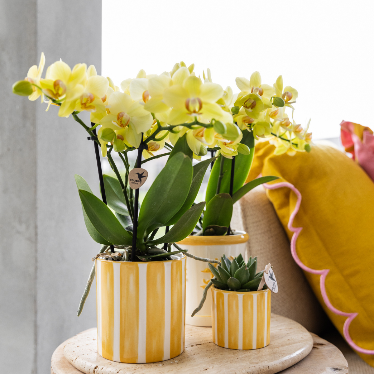 Painted Stripe sierpot - Geel