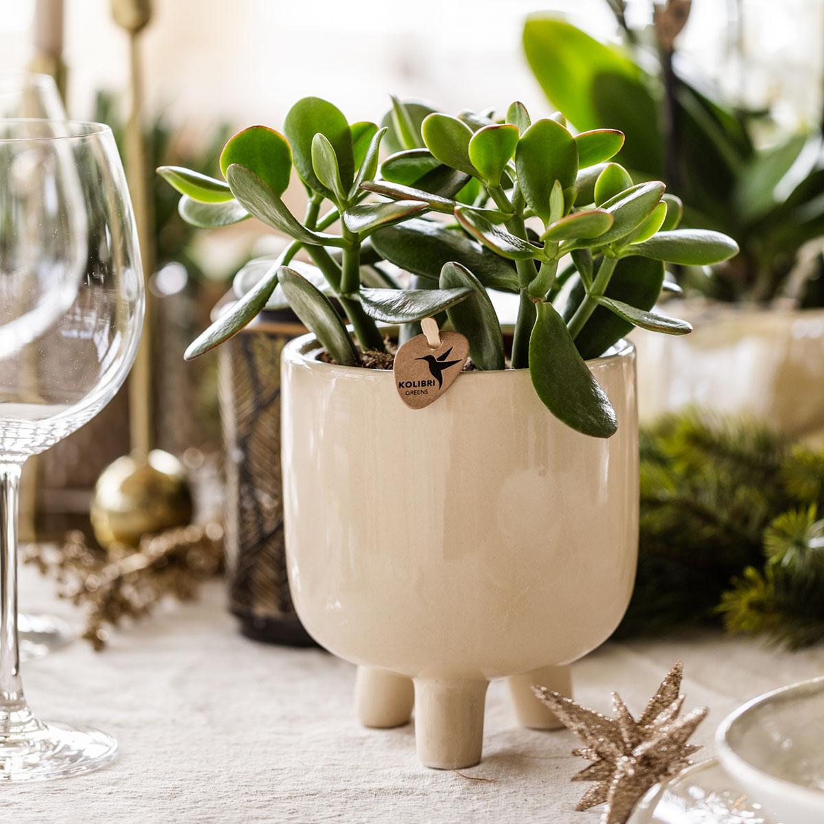 Jadeplant - Crassula Minor - Ø6cm