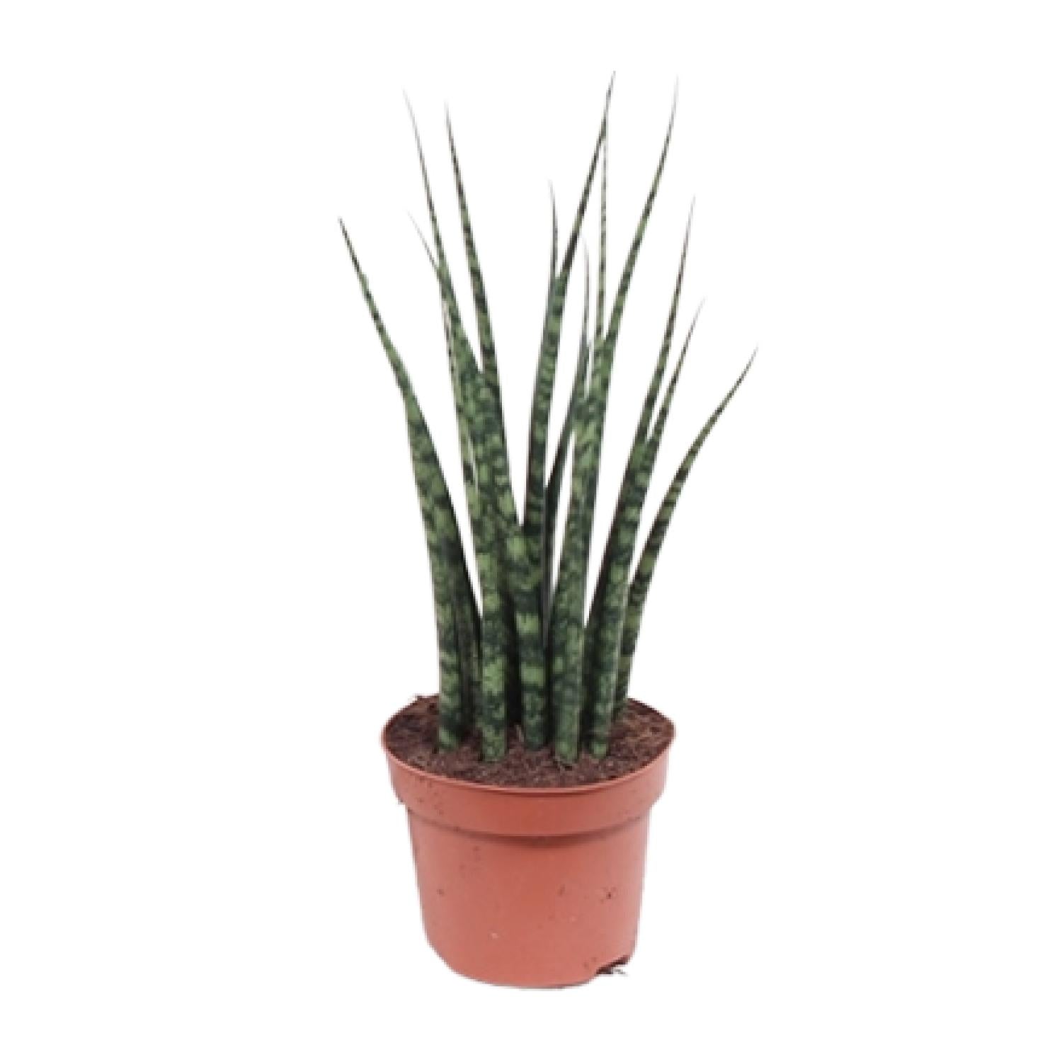 Vrouwentong - Sansevieria Fernwood Mikado