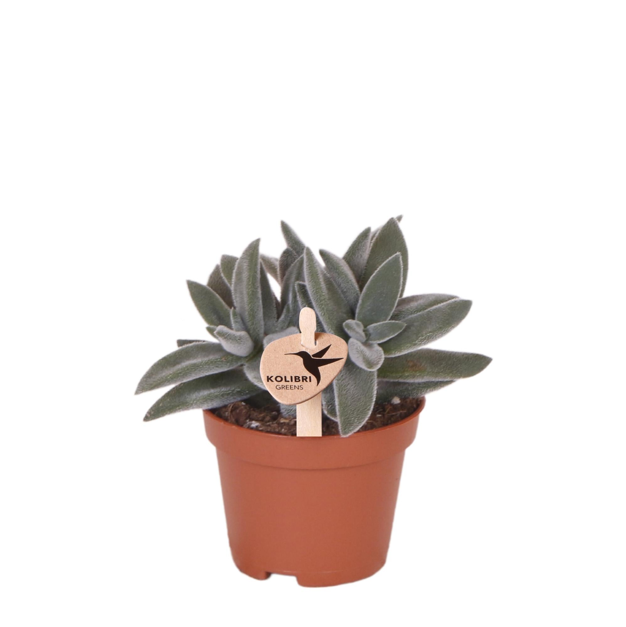 Crassula Tarantula