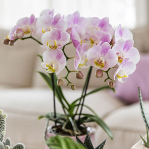 Everspring roze phalaenopsis orchidee met zachte roze en witte bloemen in binnenpot