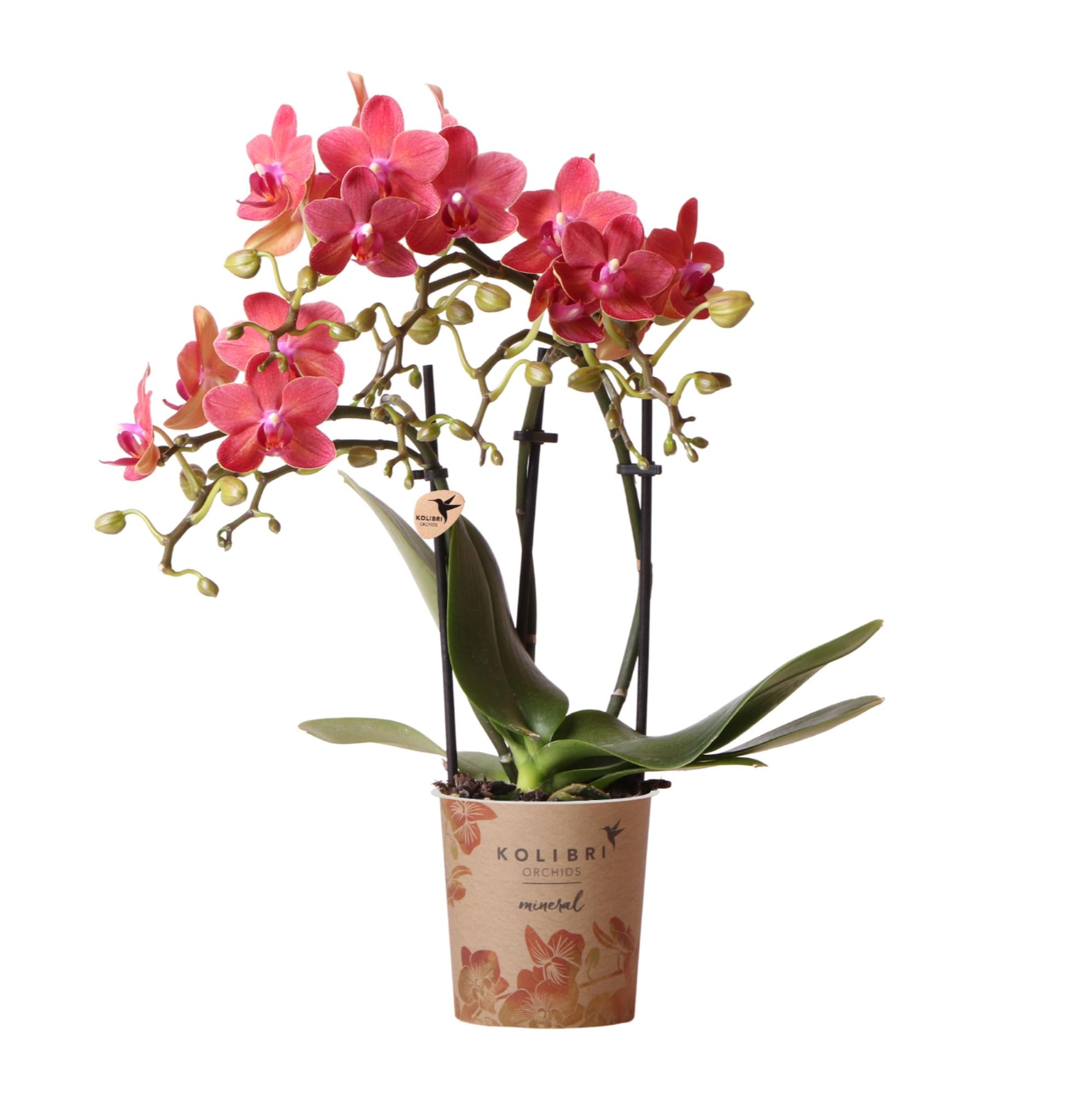 Rode Phalaenopsis Orchidee - Congo - Ø9cm
