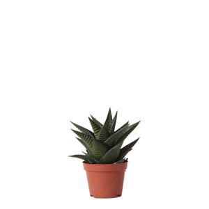 Haworthia Limifolia Everspring