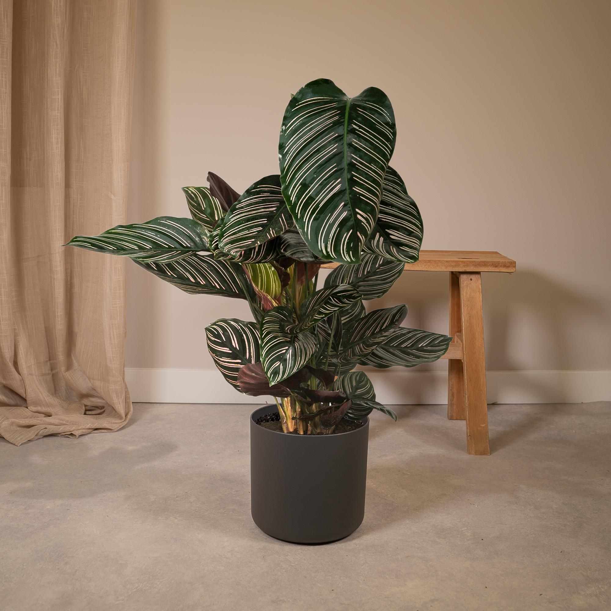 Pauwenplant - Calathea Ornata - Ø19cm - ↕75cm