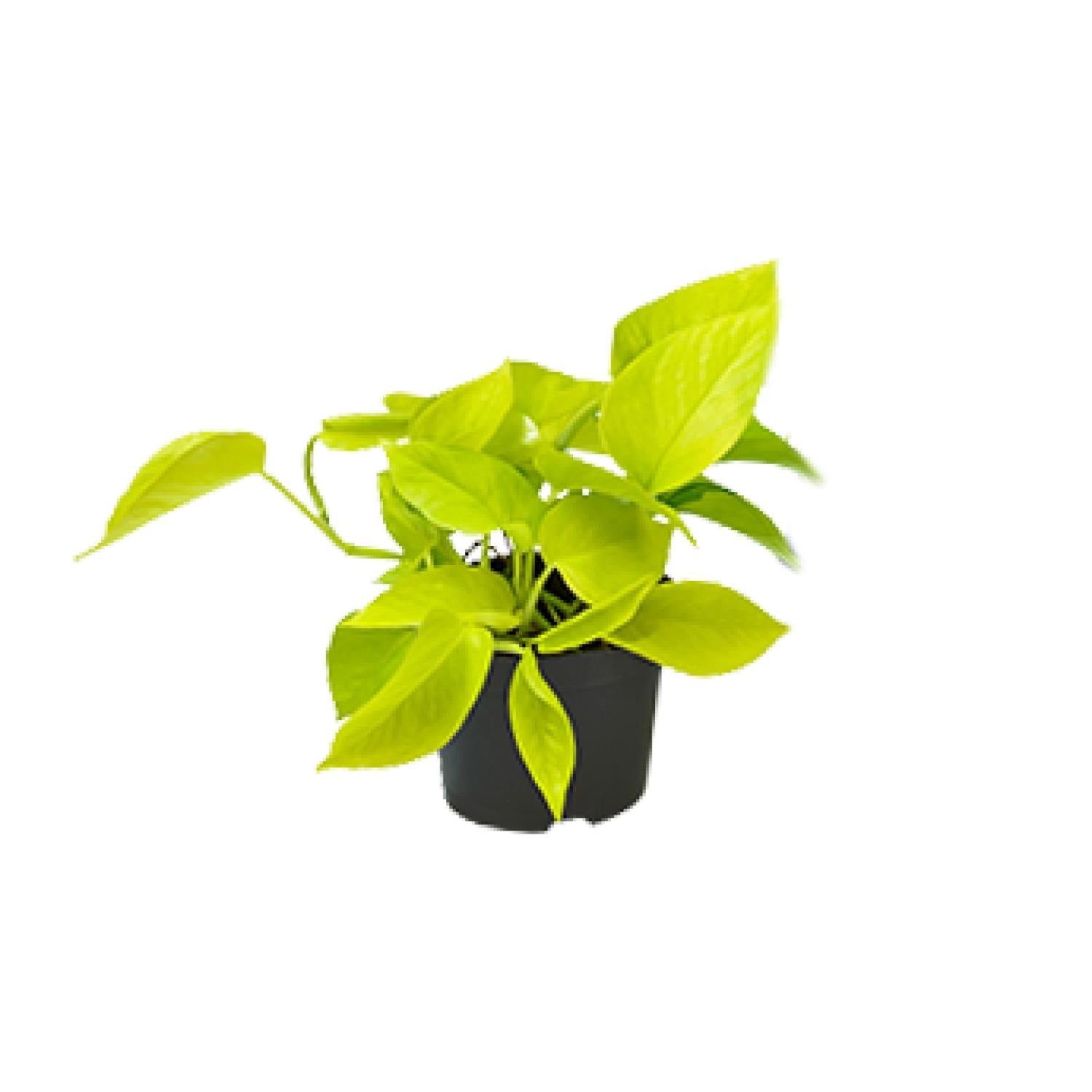 Drakenklimop - Epipremnum Golden Pothos - Ø12cm - ↕15cm