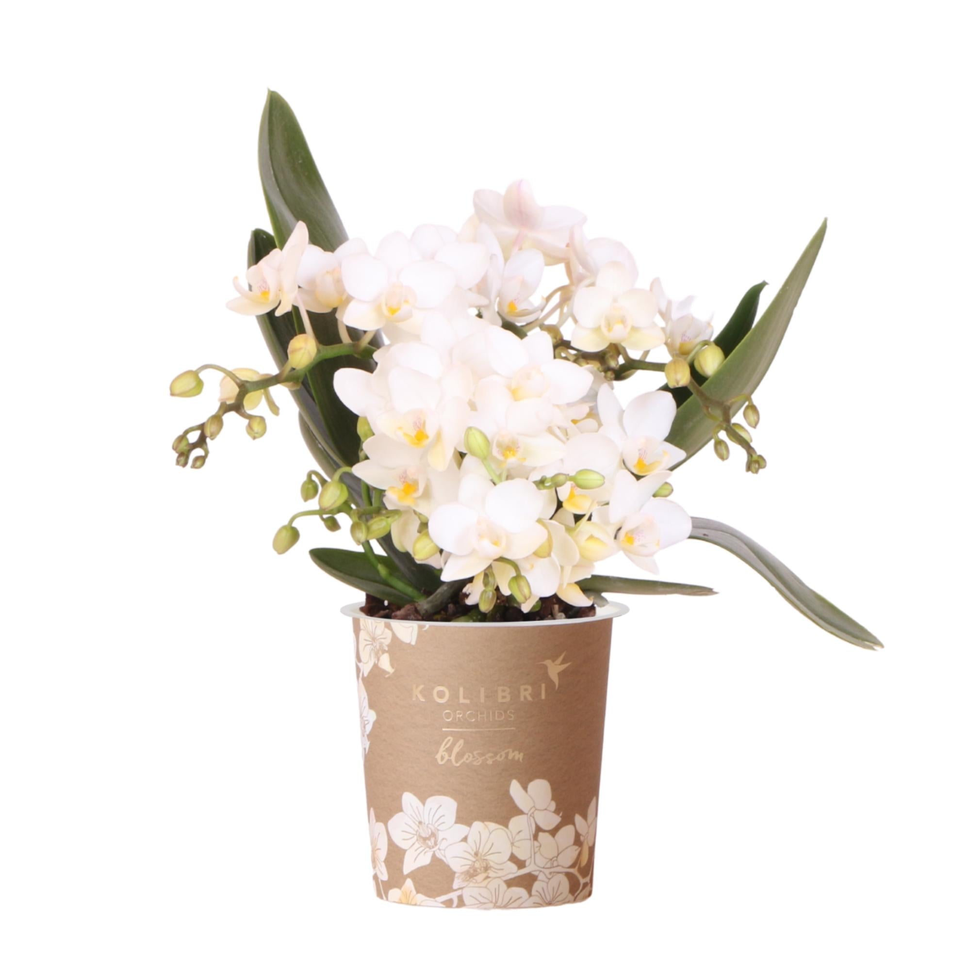 Witte Phalaenopsis Orchidee - Nazaré - Ø9cm