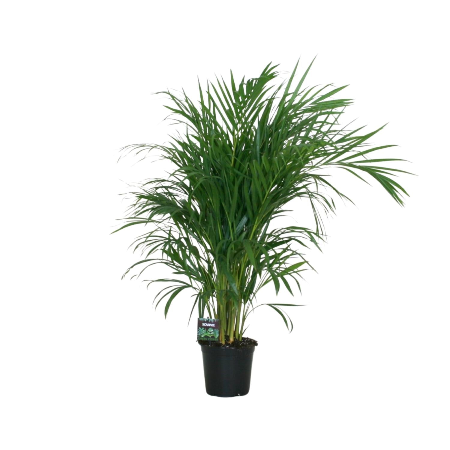 Bamboe palm - Dypsis Lutescens - Ø19cm - ↕100cm