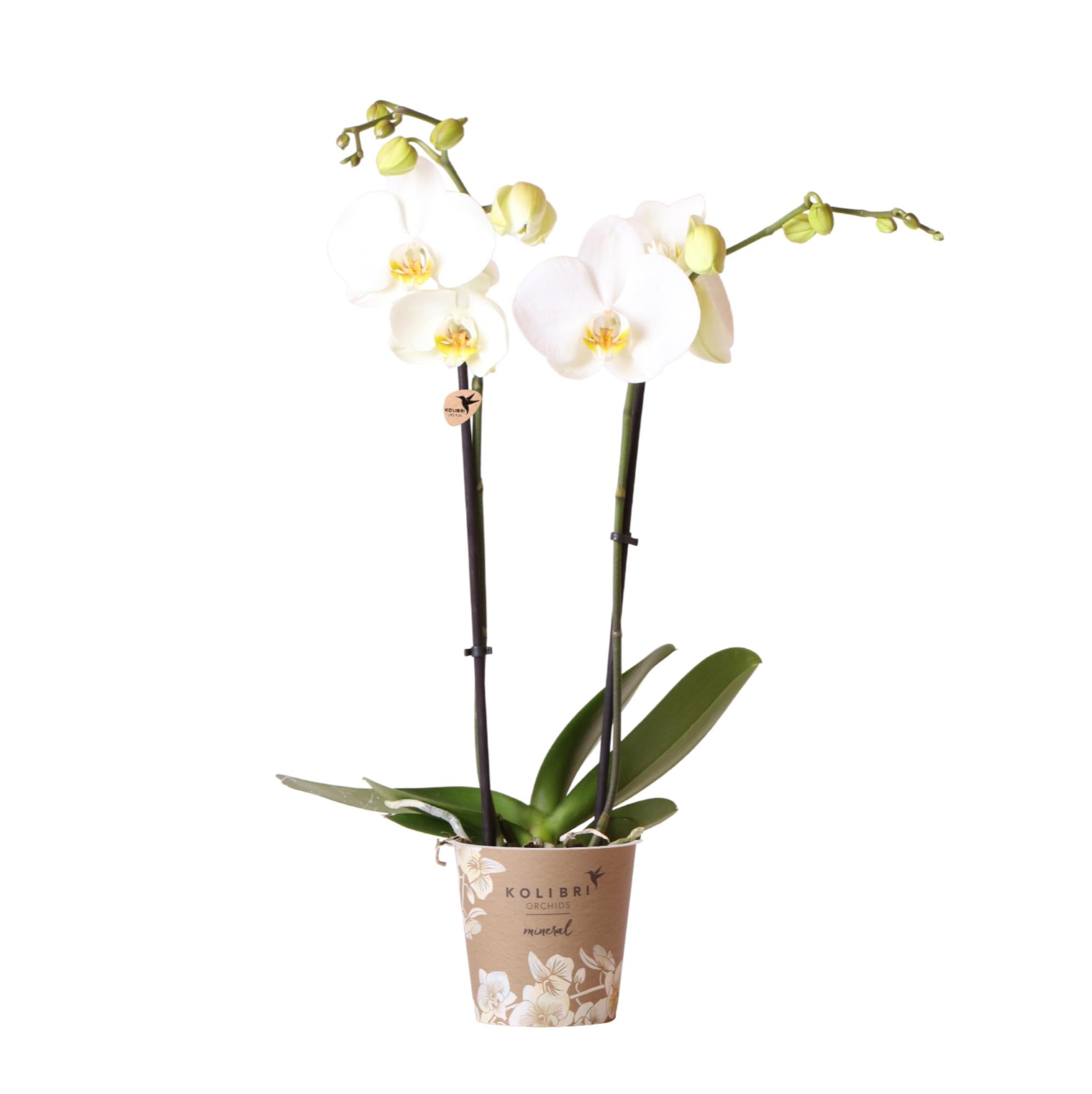 Witte Phalaenopsis Orchidee - Dame Blanche - Ø12cm