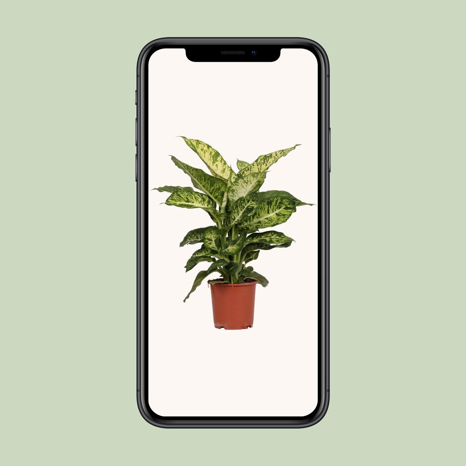 Dief van Bagdad - Dieffenbachia Mars - Ø17cm - ↕50cm Everspring