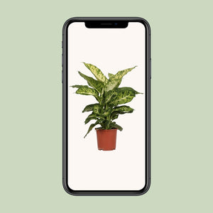 Dief van Bagdad - Dieffenbachia Mars - Ø17cm - ↕50cm Everspring