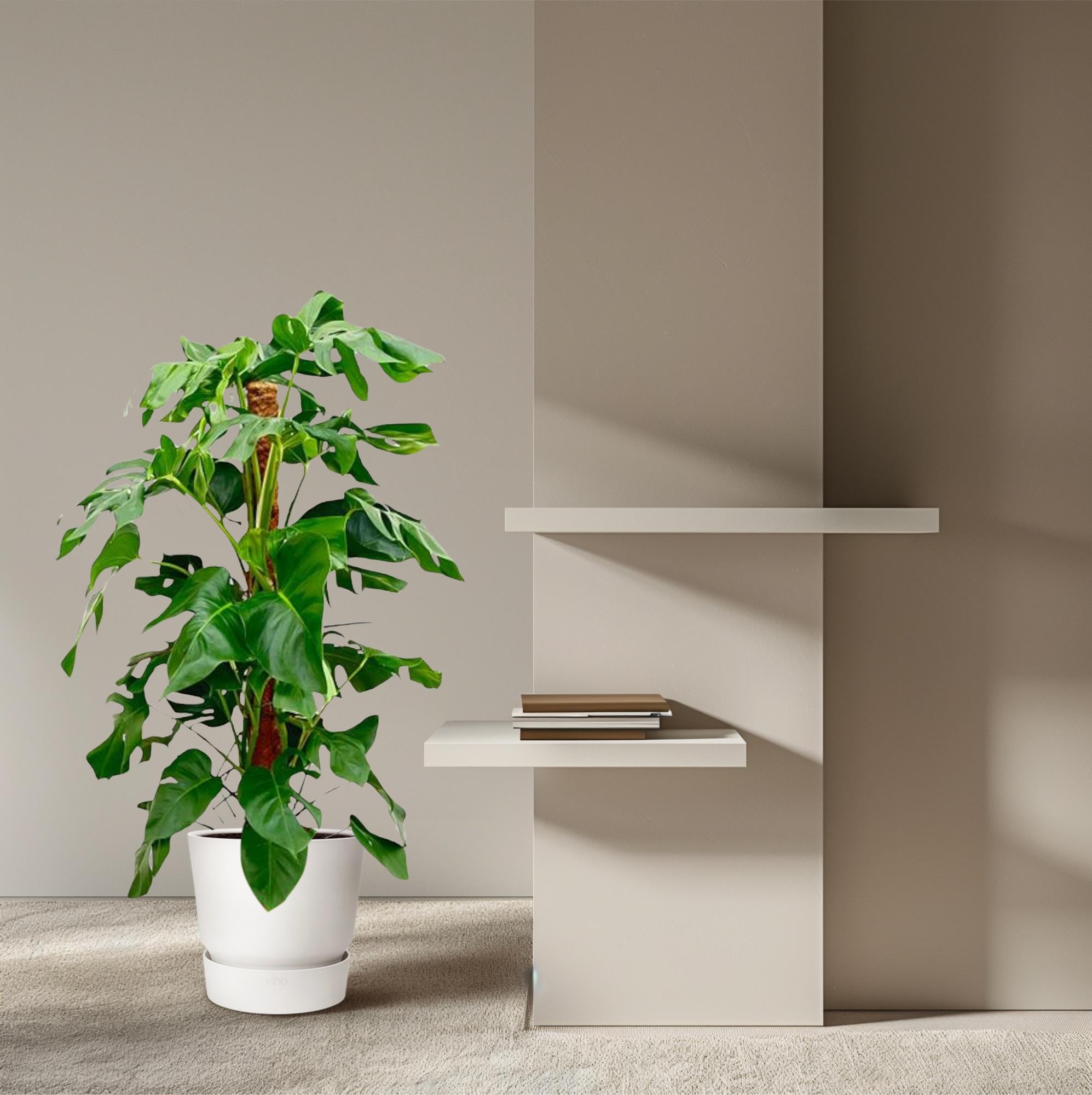 Gatenplant - Monstera Pertusum - Ø24 cm - ↕120 cm
