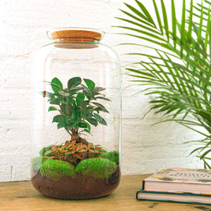 DIY terrarium - Sven Bonsai - ↕ 43 cm - Normal Everspring