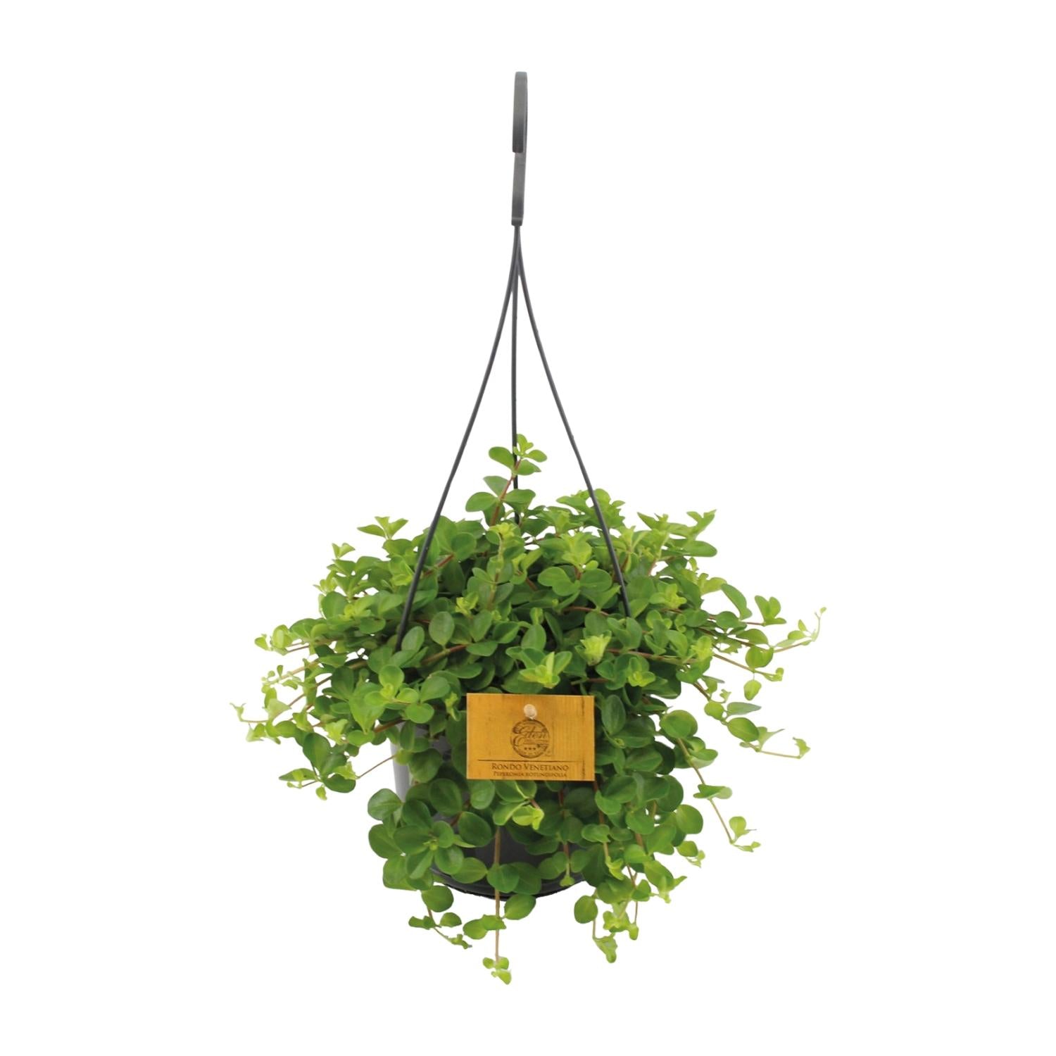 Zwanenkruid - Peperomia Rotundifolia - Ø15cm - ↕25cm