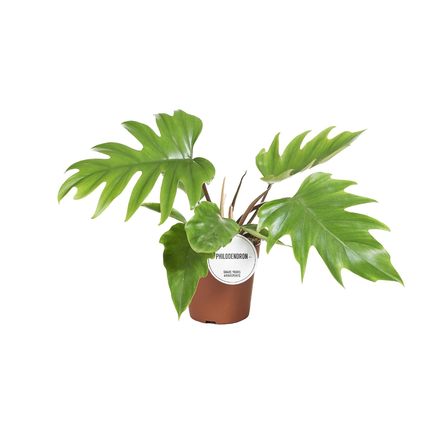 Mayoi Philodendron - Ø15cm - ↕35cm