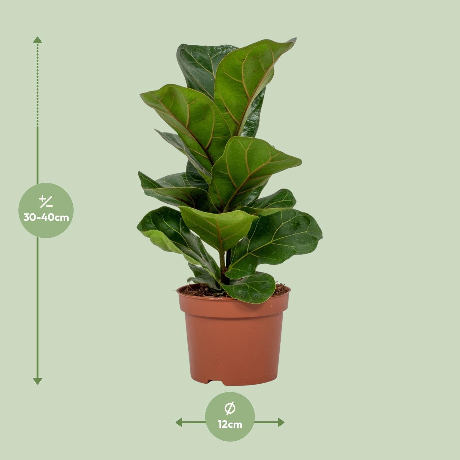 Vioolbladplant - Ficus Lyrata