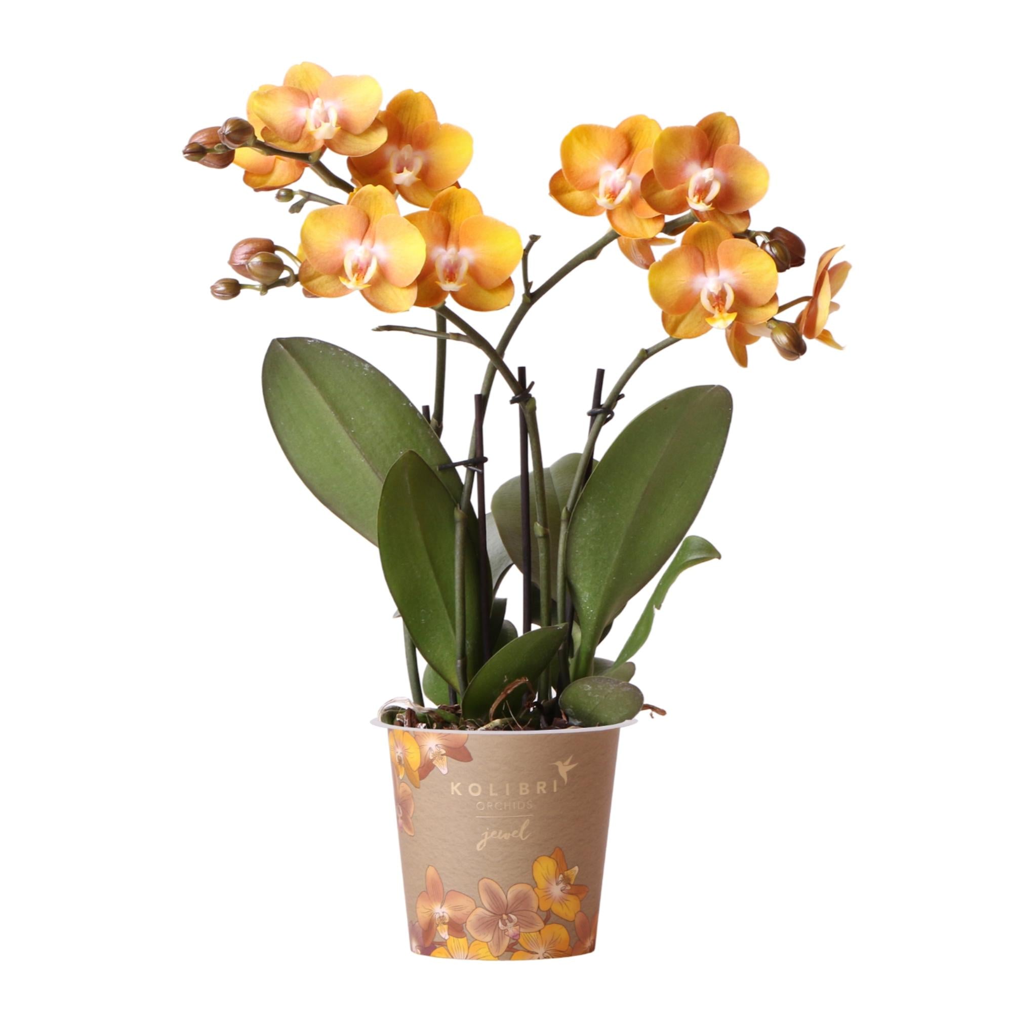 Oranje gouden Phalaenopsis orchidee - Jewel Las Vegas - Ø12cm