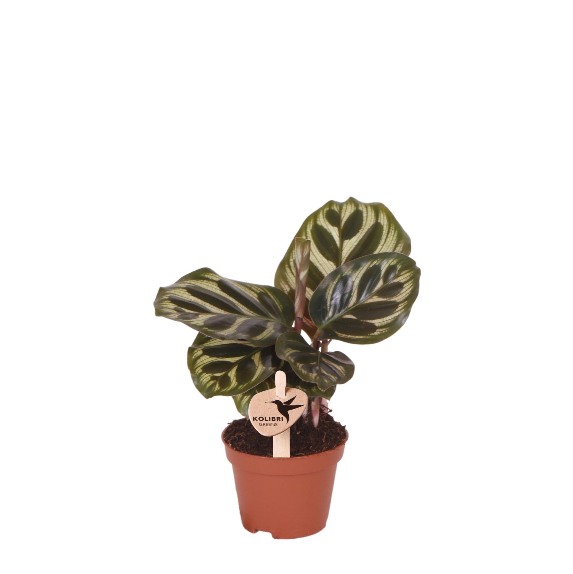 Pauwenplant - Calathea Makoyana - Ø6cm