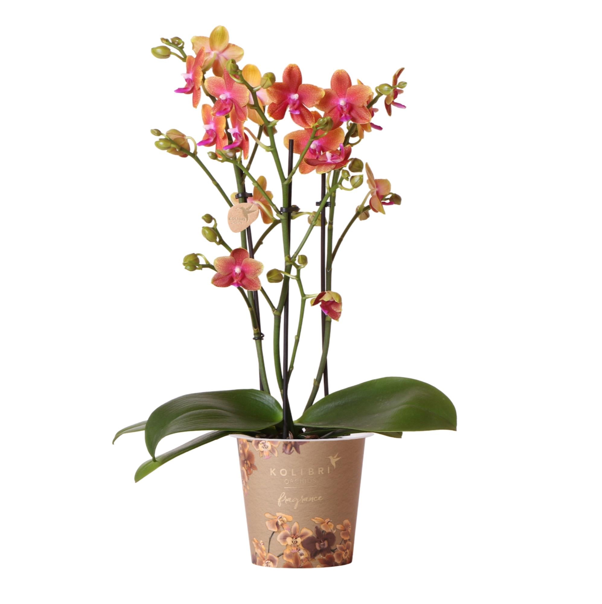 Oranje Phalaenopsis Orchidee - Geurend - Ø12cm