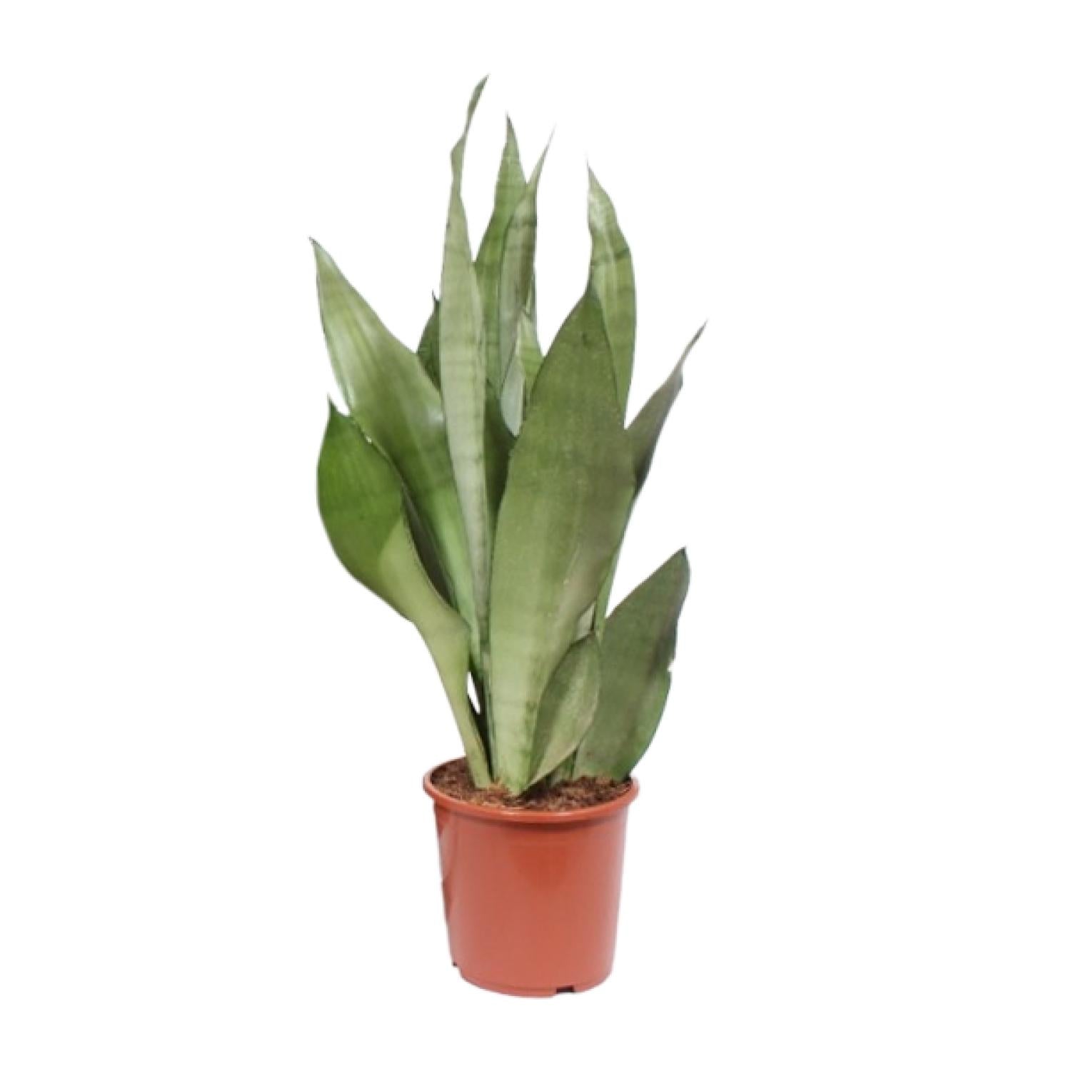 Vrouwentong - Sansevieria Moonshine - Ø17cm - ↕60cm