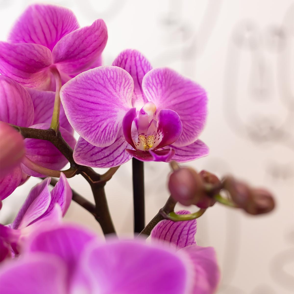Paars-roze Phalaenopsis Orchidee - Vienna - Ø9cm