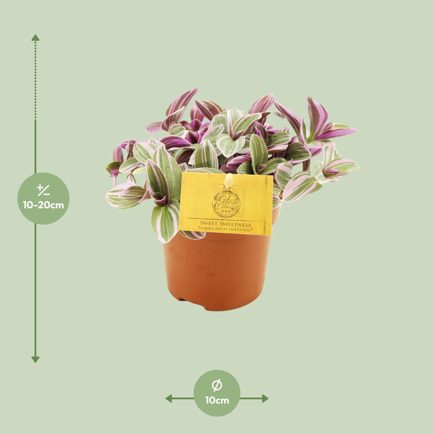 Vaderplant - Tradescantia Sweetness - Ø10,5cm - ↕10cm