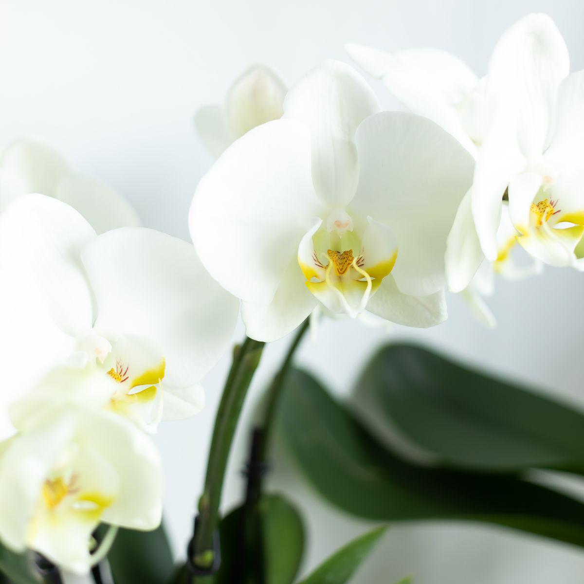Witte Phalaenopsis Orchidee - Ghent - Ø12cm