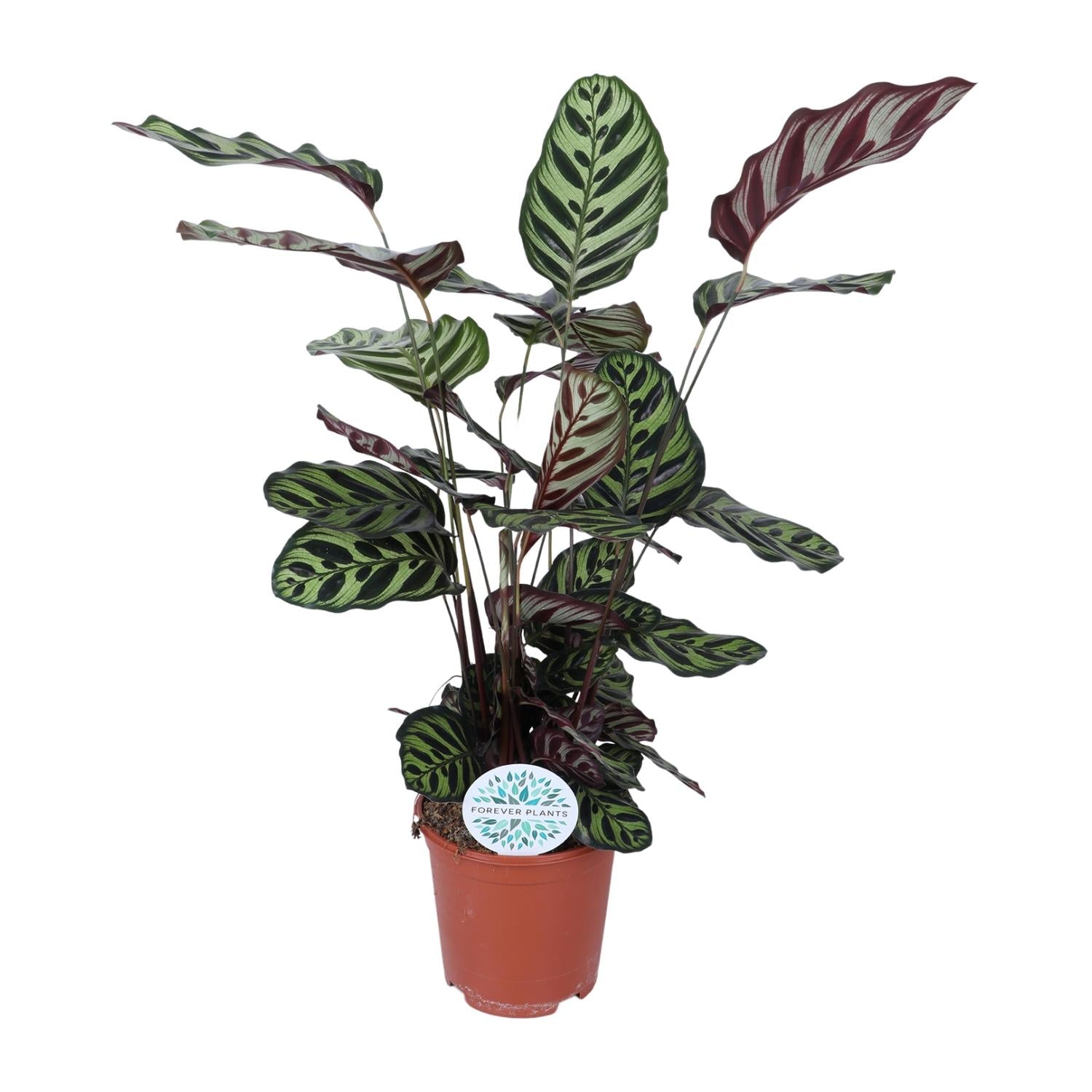 Pauwenplant - Calathea Makoyana - Ø21cm - ↕70cm