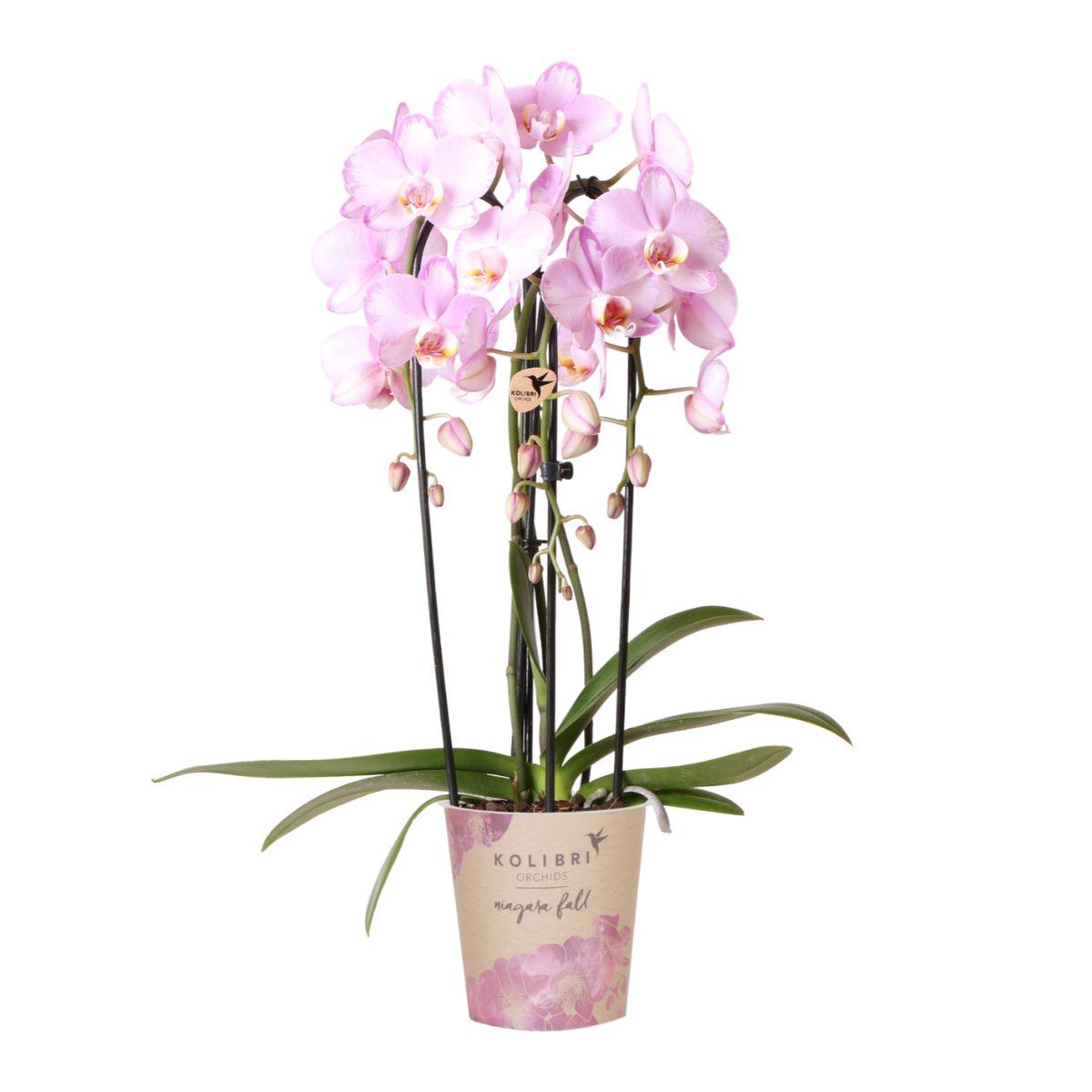 Roze Phalaenopsis Orchidee - Niagara Fall - Ø12cm