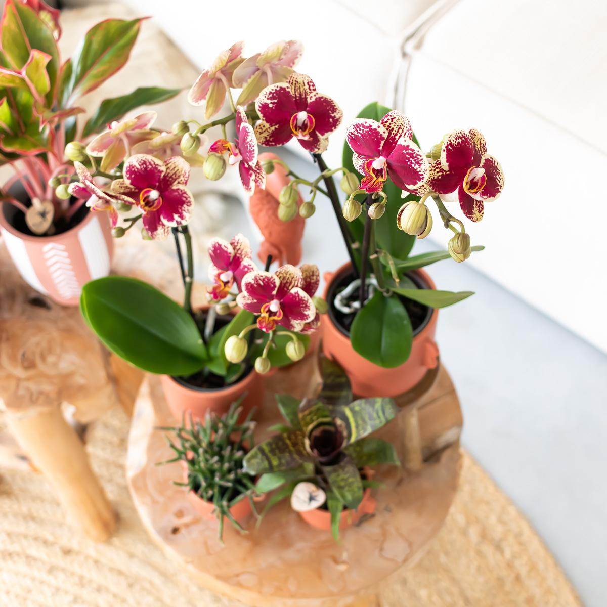 Geel rode Phalaenopsis Orchidee - Spanje - Ø9cm