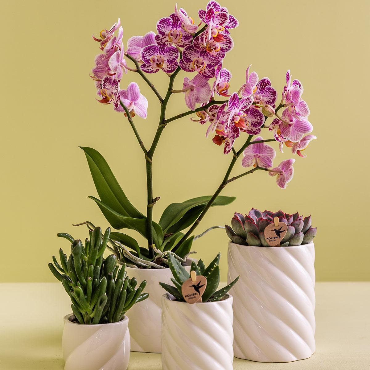 Candy sierpot hoog - Wit