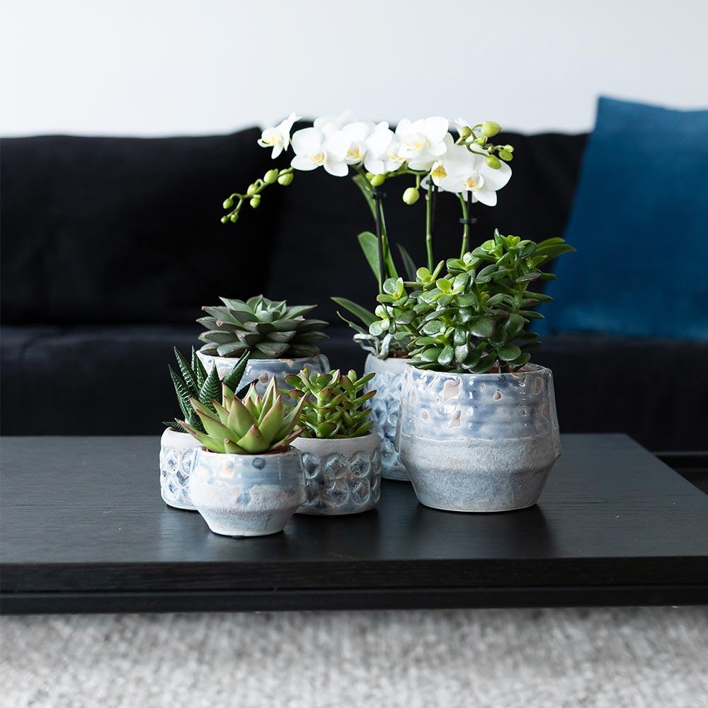 Set van 4 succulenten - Ø9cm