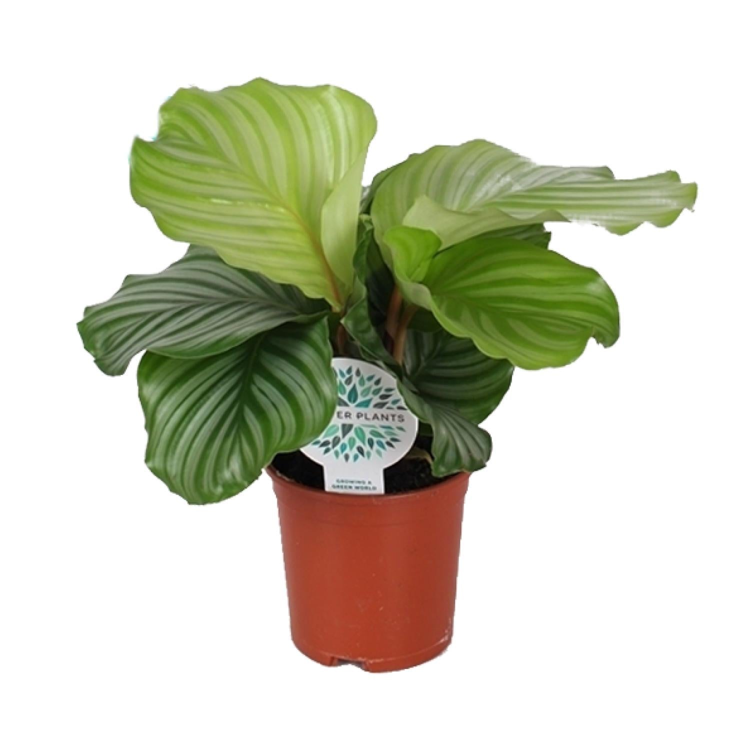 Pauwenplant - Calathea Orbifolia - Ø14cm - ↕45cm
