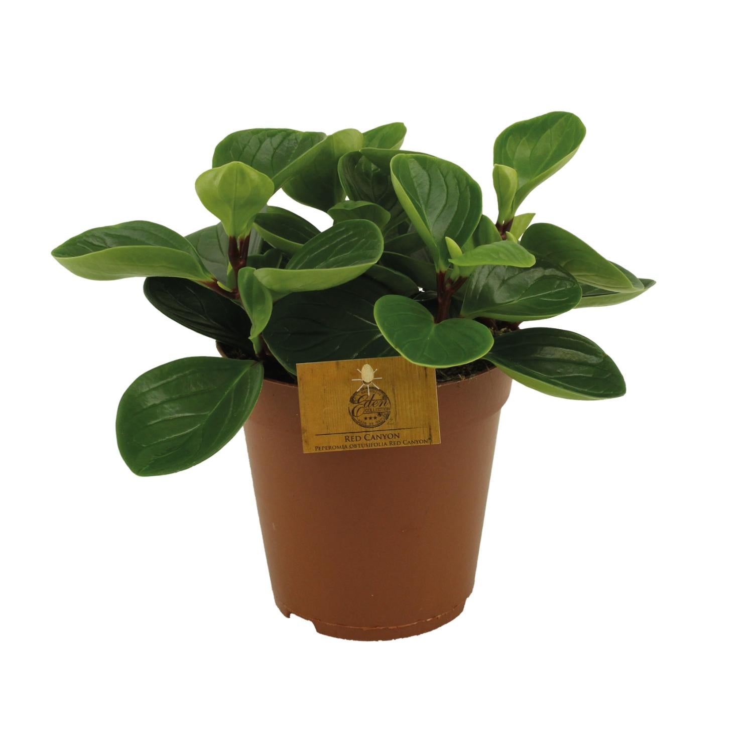Dwergpeper - Peperomia Red Canyon - Ø15cm - ↕25cm