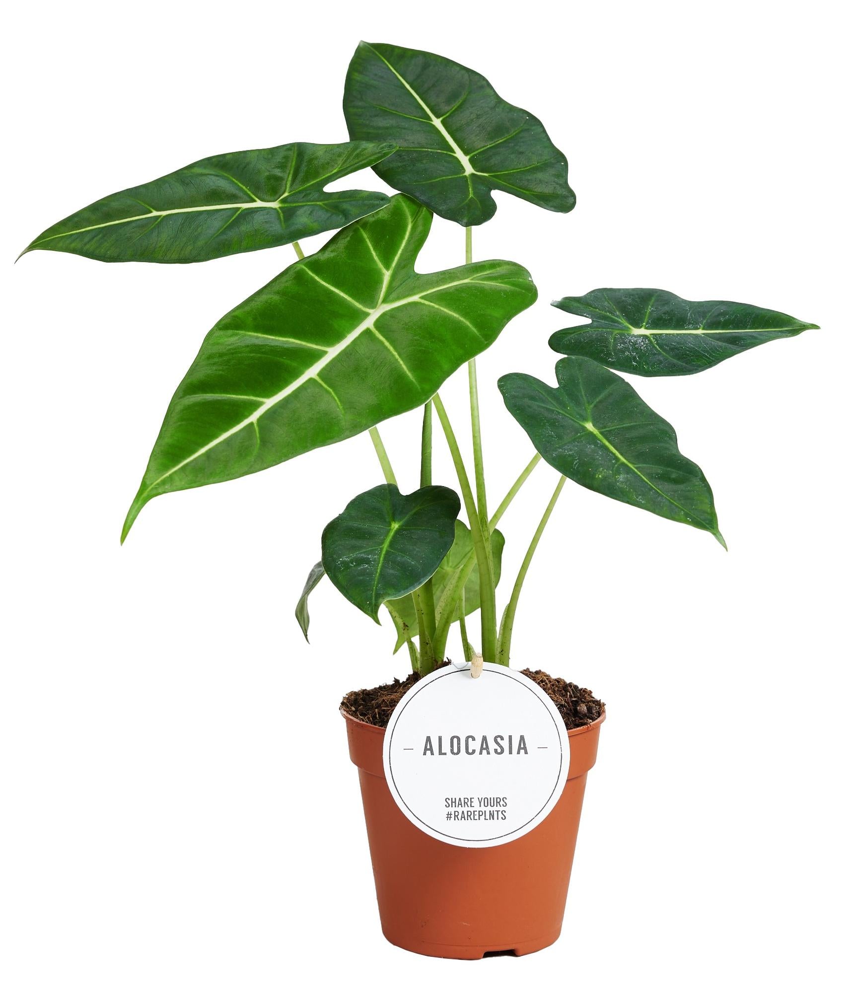 Olifantsoor - Alocasia Frydek - Ø12cm - ↕35cm