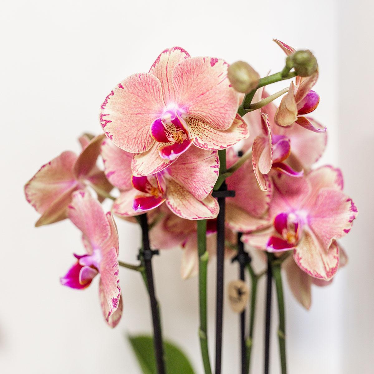 Oranje-roze Phalaenopsis Orchidee - Jewel Pirate Picotee - Ø12cm